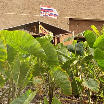 Hawaiian Food: A Rich Source of Nutrients